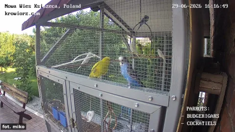 Zdjecie papug 29.06.2026 16:16