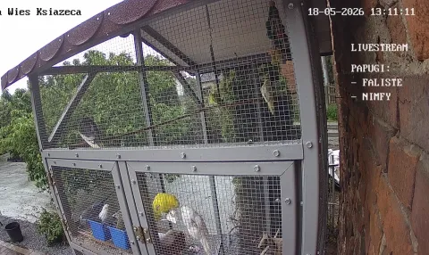 Zdjecie papug 18.05.2026 13:11