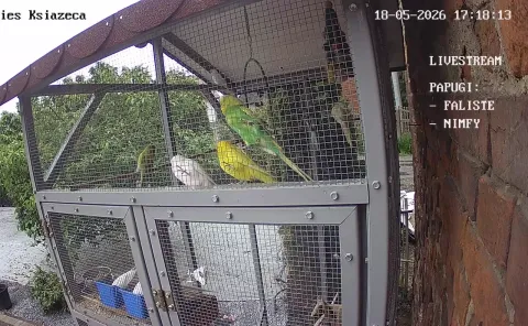 Zdjecie papug 18.05.2026 17:18