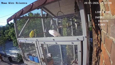 Zdjecie papug 20.05.2026 07:03