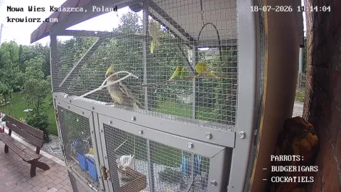 Zdjecie papug 18.07.2026 11:14