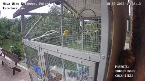 Zdjecie papug 18.07.2026 13:02