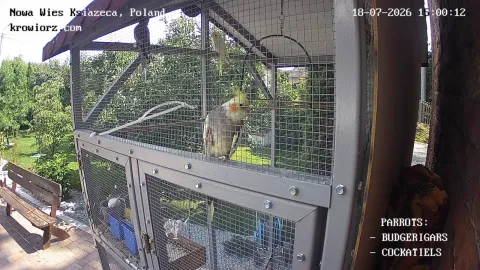 Zdjecie papug 18.07.2026 15:00