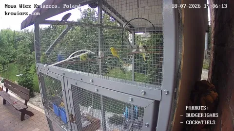Zdjecie papug 18.07.2026 17:06